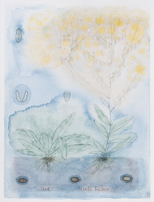Marianne Mannsåker - Herbarium